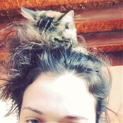cat chewing on hair gif
