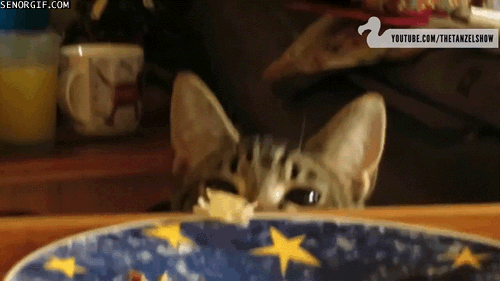 cat stealing gif