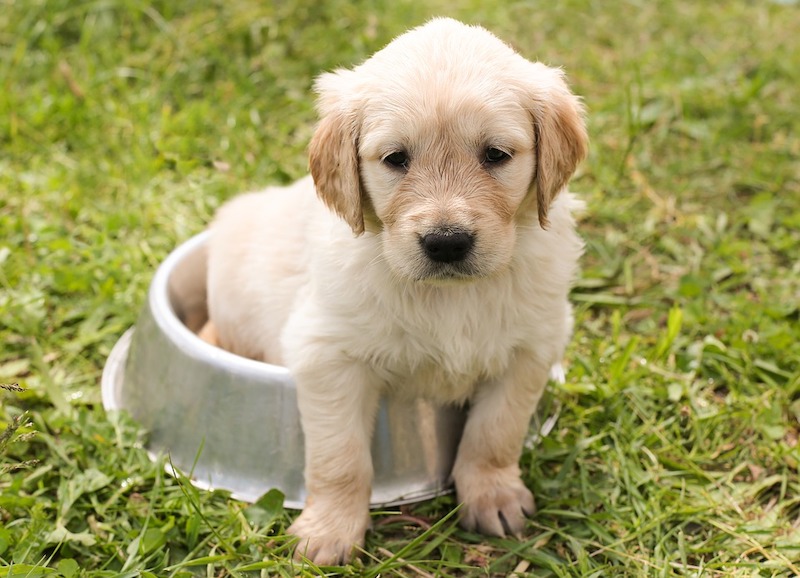 small puppy in food bowl