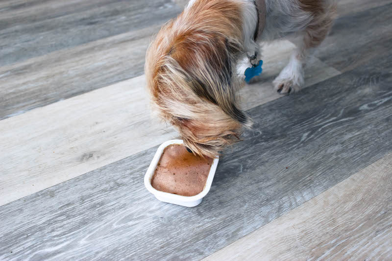 dog eating purina bella food