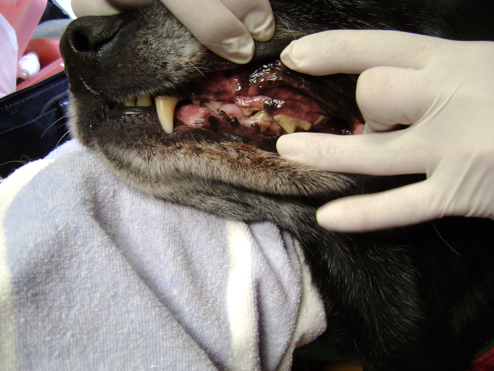 dog teeth close up