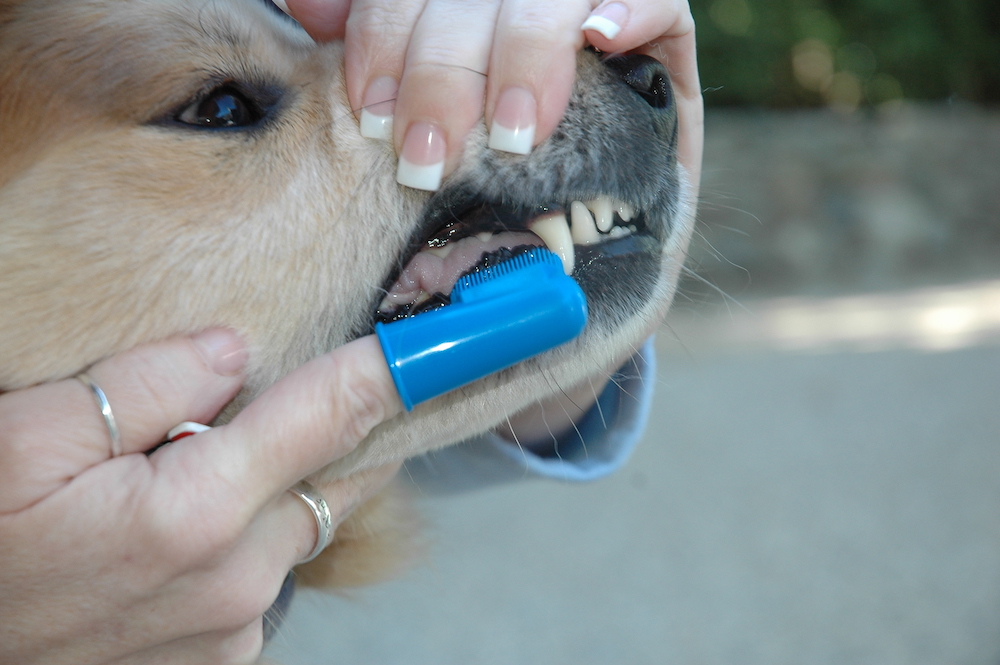 brushing dog's teeth