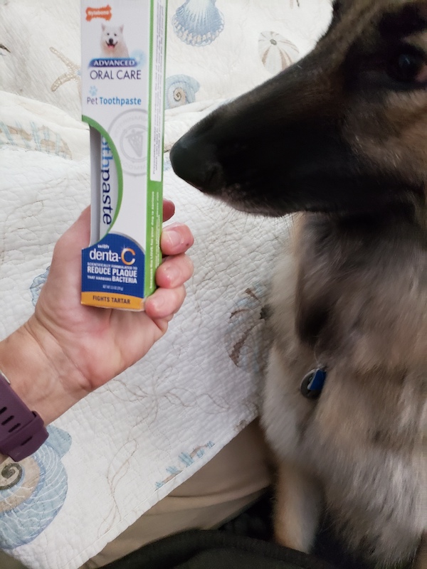 dog next to nylabone toothpaste