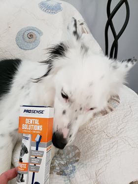 dog next to dog toothpaste