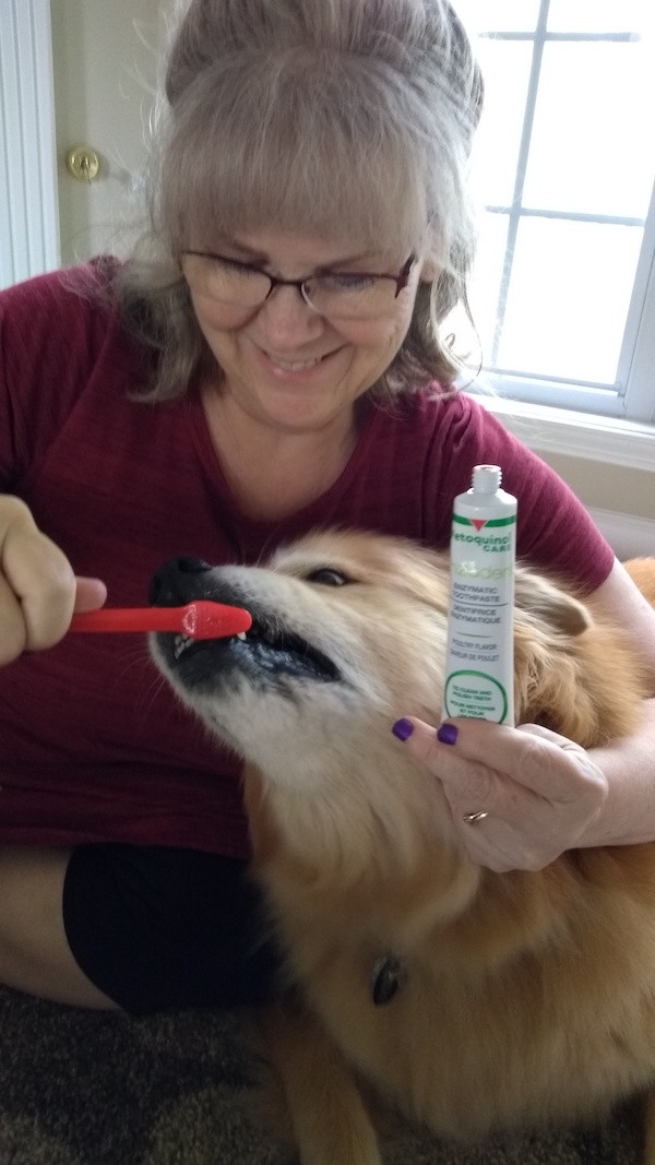 mom brushing dog's teeth