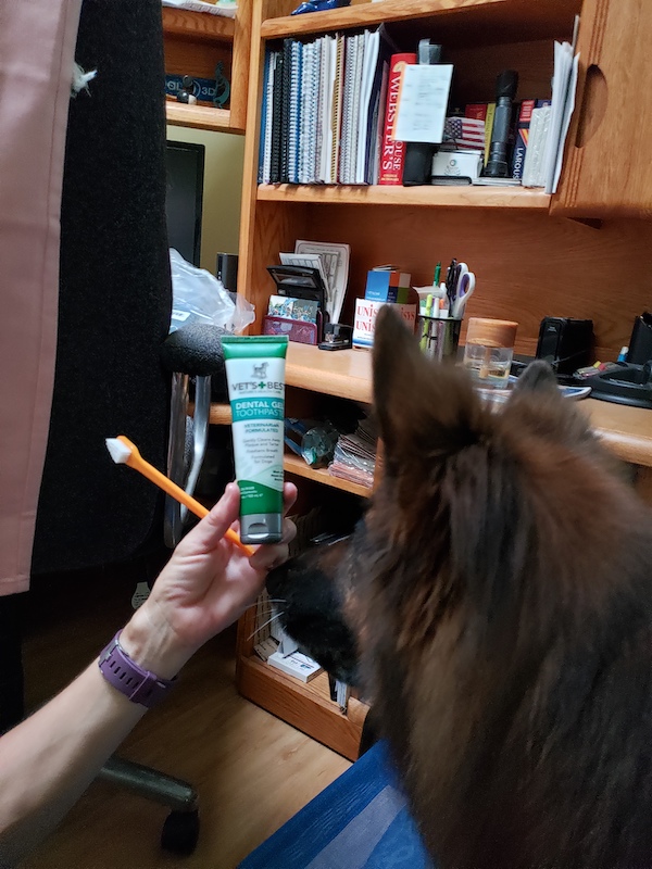 dog posing next to toothpaste