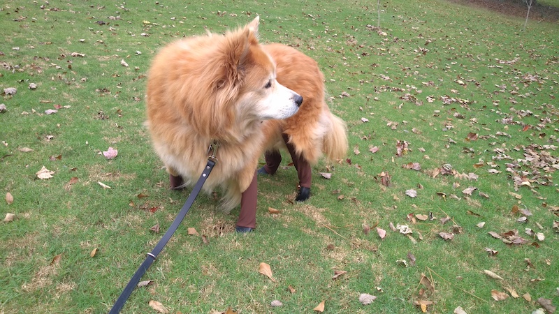 dog wearing dog boots