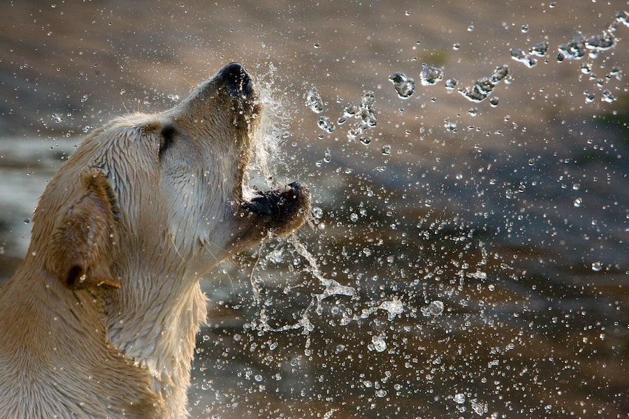 dog being splashed with water