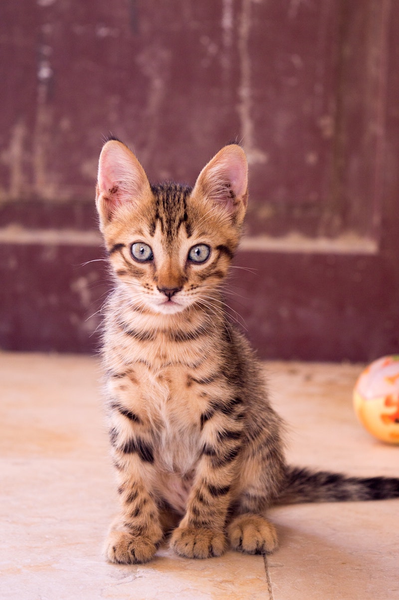 20 Most Expensive Cat Breeds In The World Crazy Rich Pets