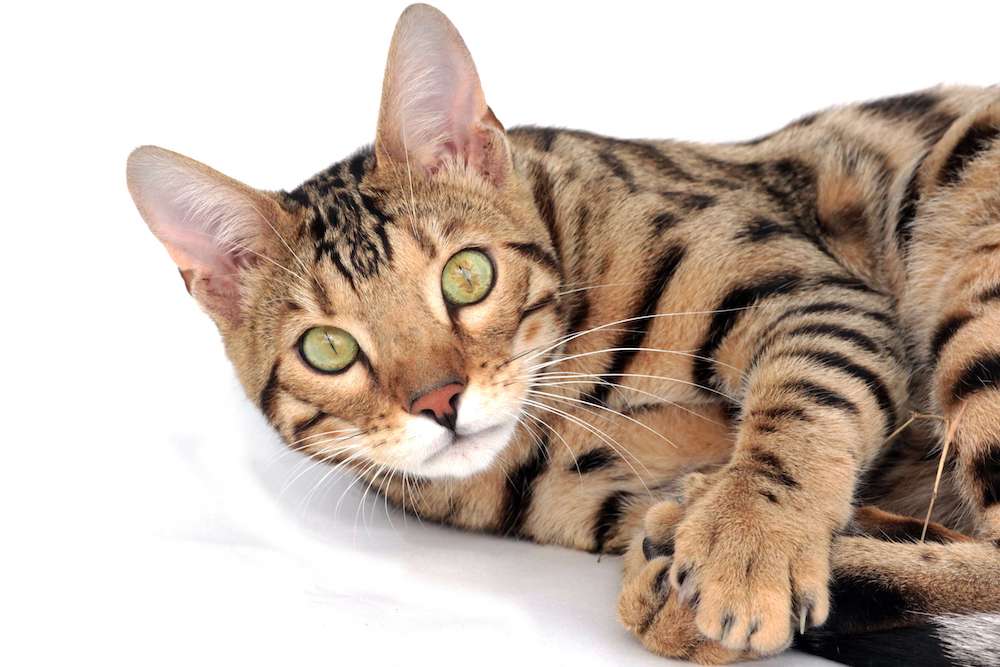 20 Most Expensive Cat Breeds in the World CRAZY RICH PETS
