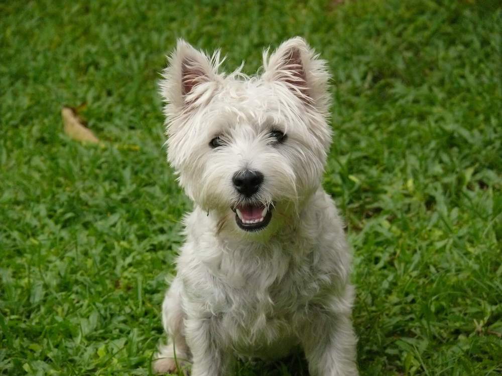 West Highland Terrier dog