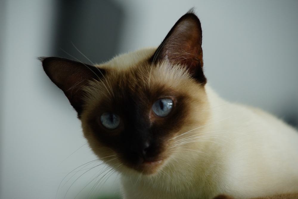 colorpoint shorthair cat