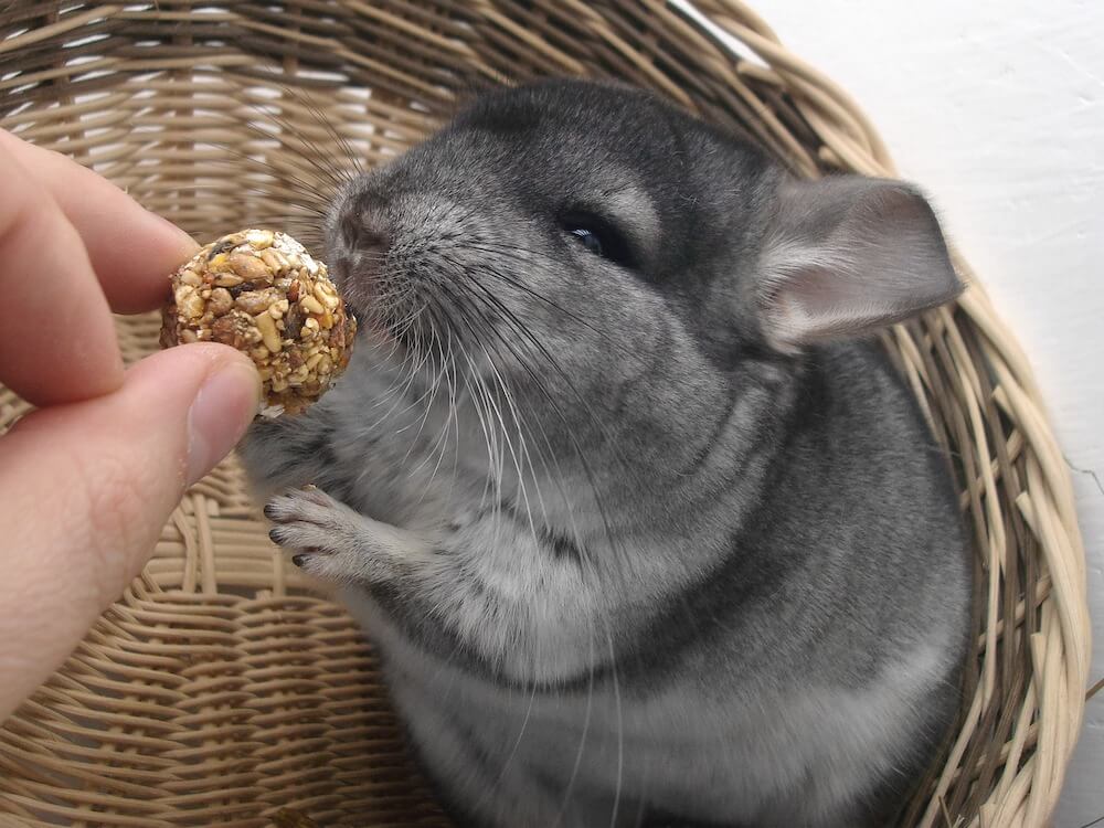 Chinchilla eating nut