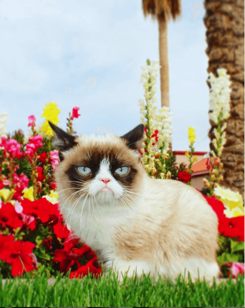 grumpy cat famous cat