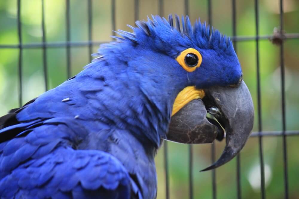 blue Hyacinth Macaw
