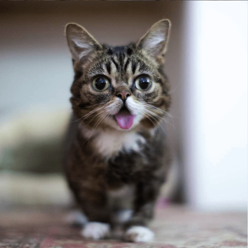 Lil Bub famous cat