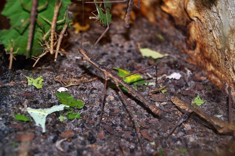Stick Insect on the ground
