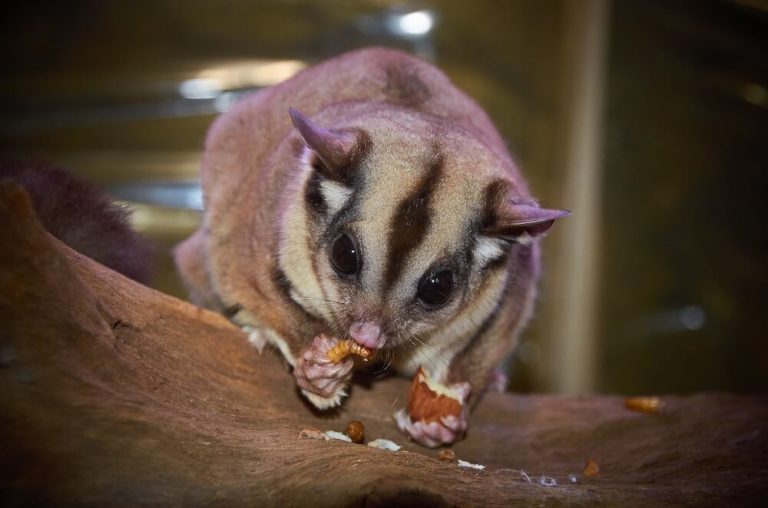 sugar glider eating