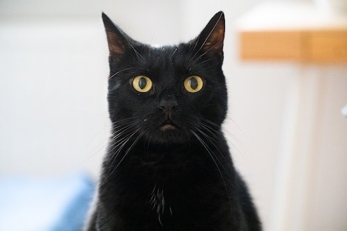 generic black cat
