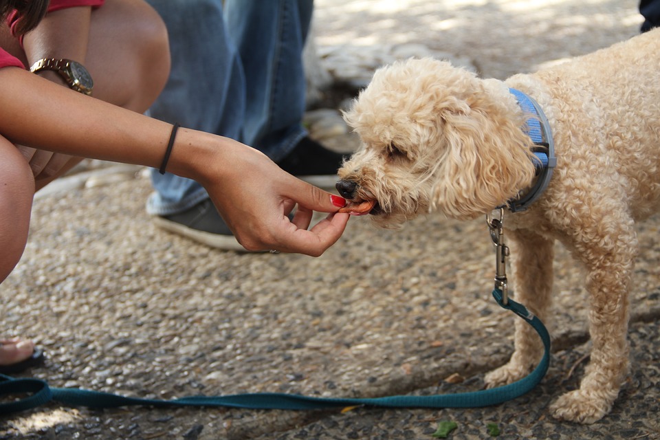human feeding dog treat