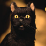 salem the black cat