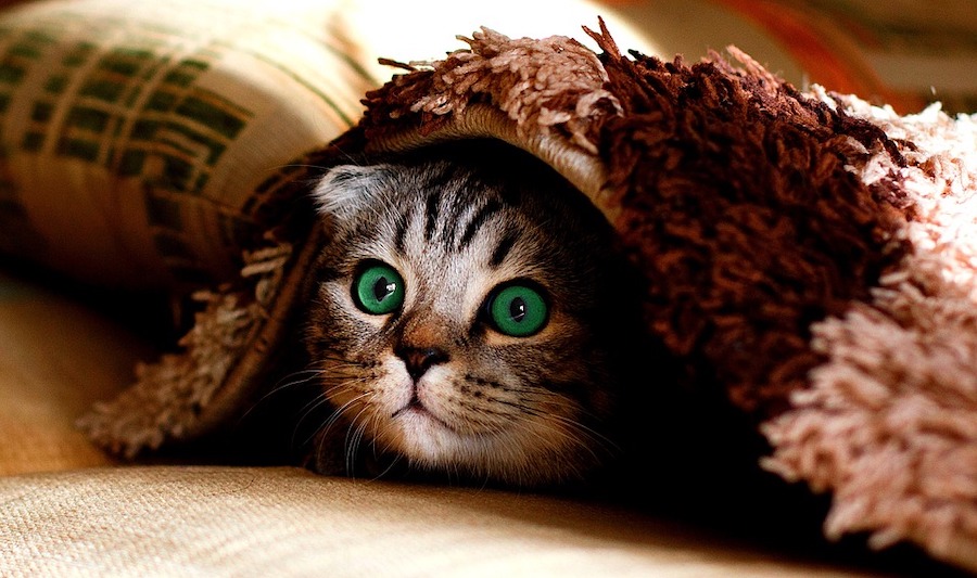 cat hiding under rug