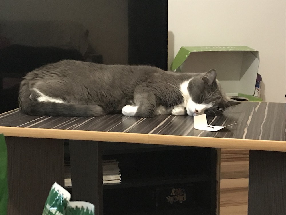 cat sleeping on table