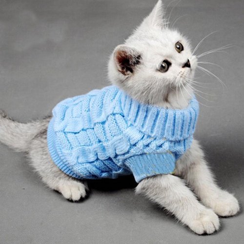 cat wearing sweater