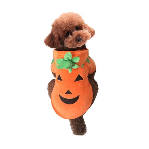 dog pumpkin costume