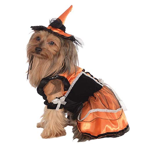 orange witch dog costume