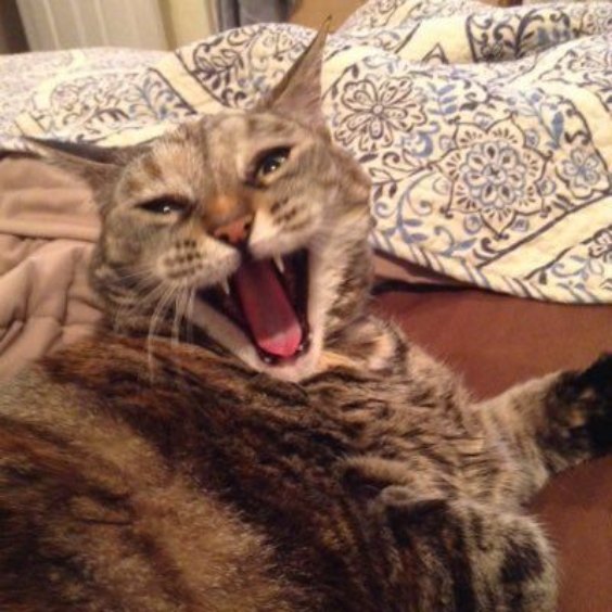 70+ Unflattering Cat Pictures to Vote and Share with Your Friends