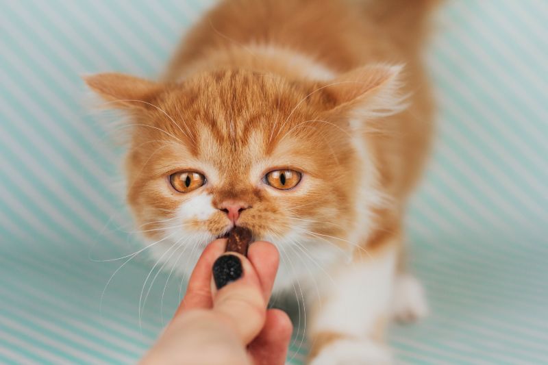 cat eating a treat