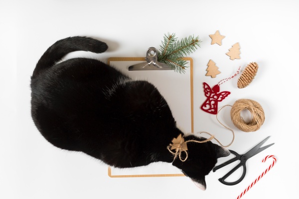 cat and Christmas decorations