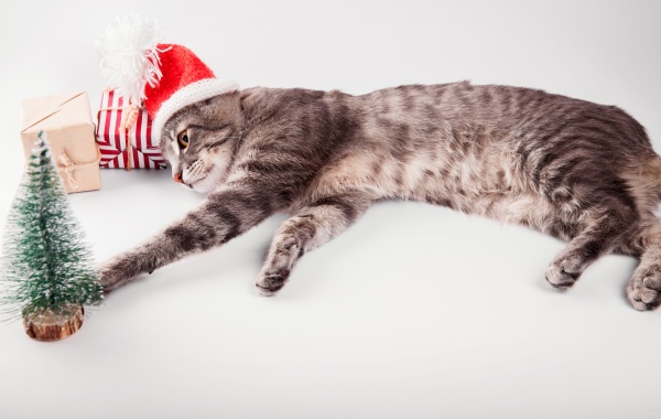 Grey tabby cat wears Santa's hat plays on white background and surrounded with presents. Christmas and New year concept