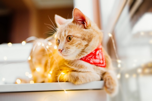 Cat and Christmas lights. Cute ginger cat lying near the window and play with lights.