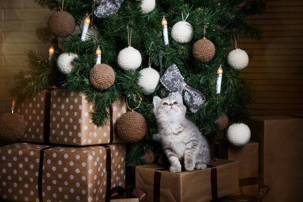 tiny kitten sitting on gifts