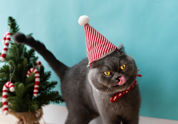 Scottish Fold cat wearing a red bow celebrating Christmas