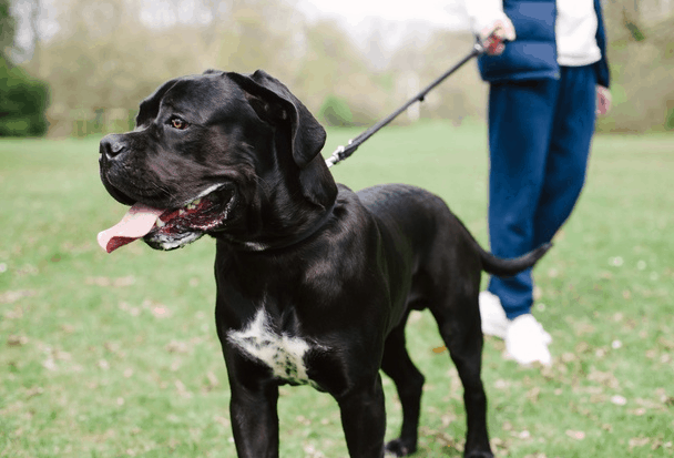 large-dog-breed-walking-in-the-park 