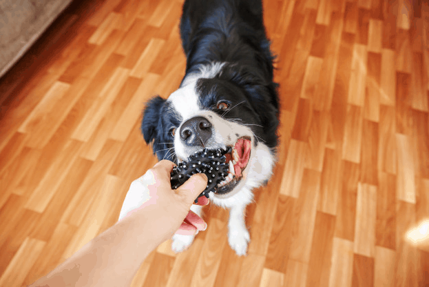 dog-grabbing-ball-and-learning-how-to-fetch