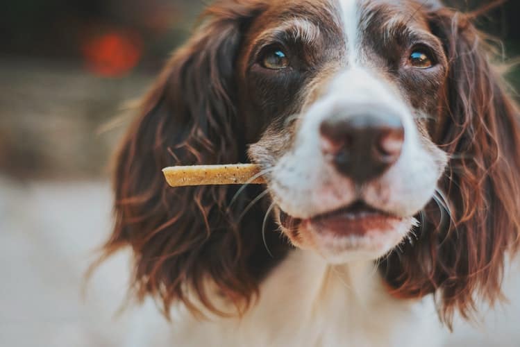 puppy chewing potato homemade dog treat