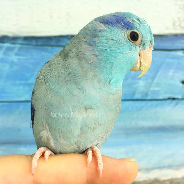 Beaker - a bird in blue feathers.