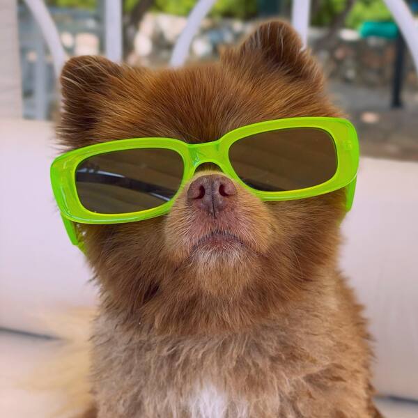 Bertram The Pomeranian - a dog wearing neon glasses.