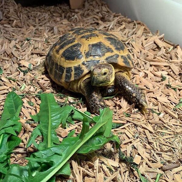 Charlotte - a tortoise is on the scattered wood ground.