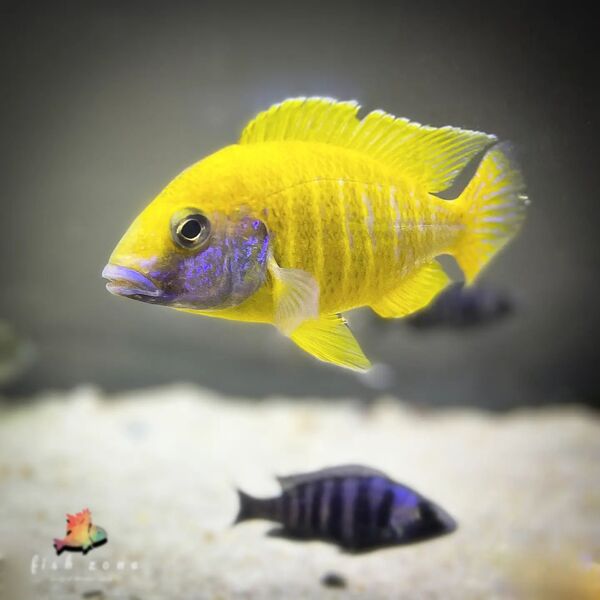 Fish Zone Malawi - a yellow fish.