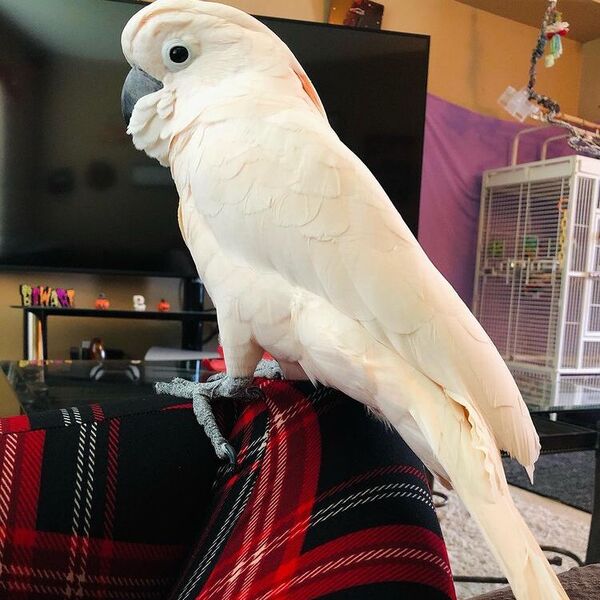 Gotcha & Letty - a white parrot.