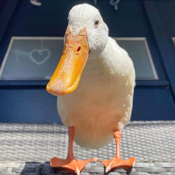 Guus the Duck - a duck leaning forward.