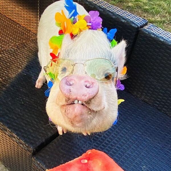 Hamlet - a pig is wearing shades and floral necklace.