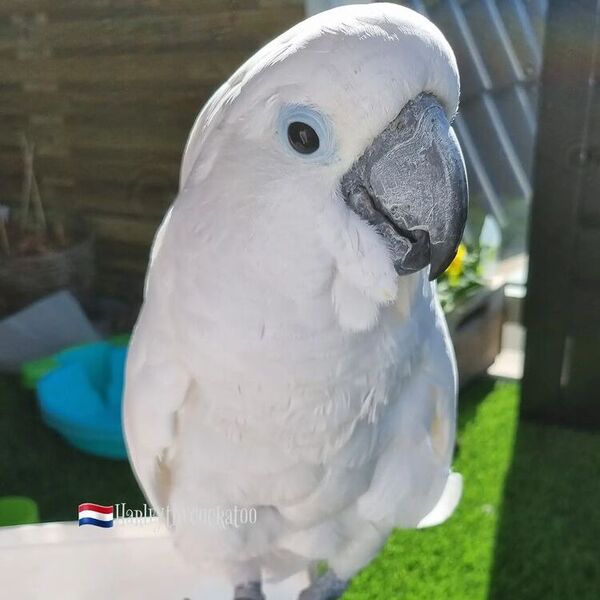 Harley - a white parrot.