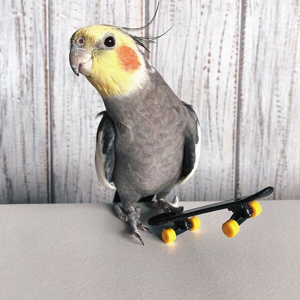 Jack the Cockatiel - a parrot is playing skate board.