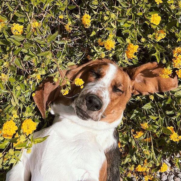 Jeremy Veach - a dog is laying on flowers.